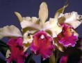 /album/fotogalerie-cattleya-dowiana/catt-dowiana%20var-aurea%20%c2%b4specie2dj%c2%b4-jpg/